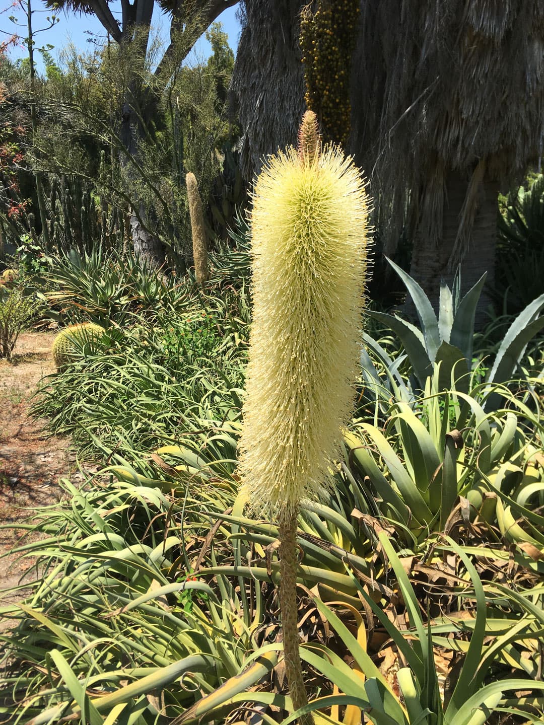 A close-up view of a yellow flower stalk with a fuzzy appearance.