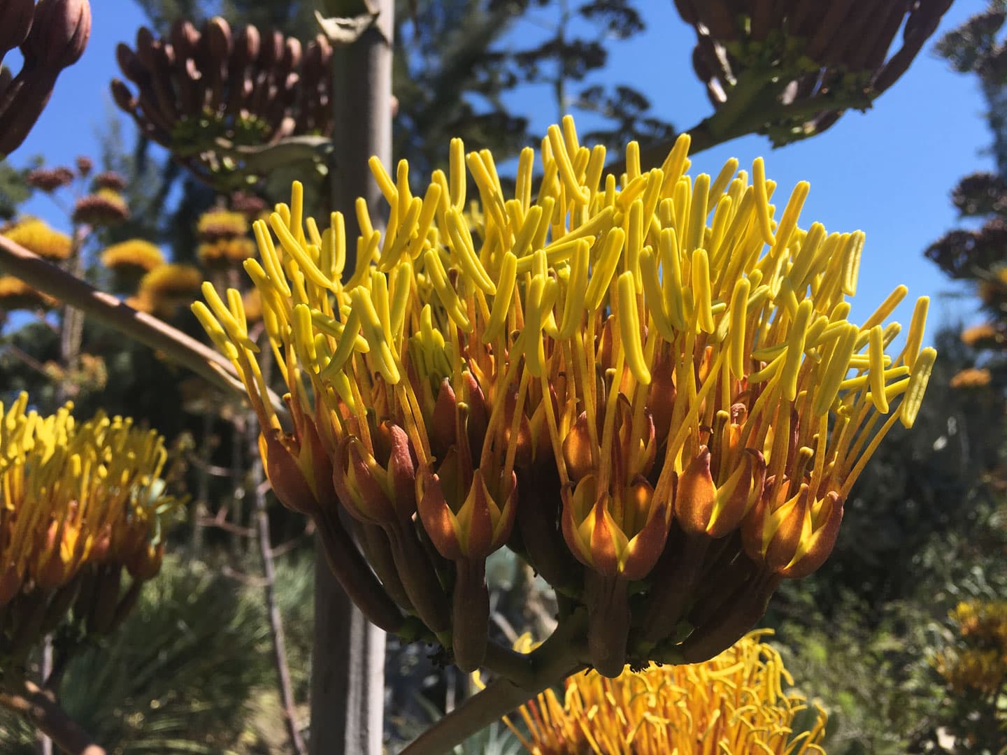 A close-up view of a cluster of yellow and orange Agave flowers. 
