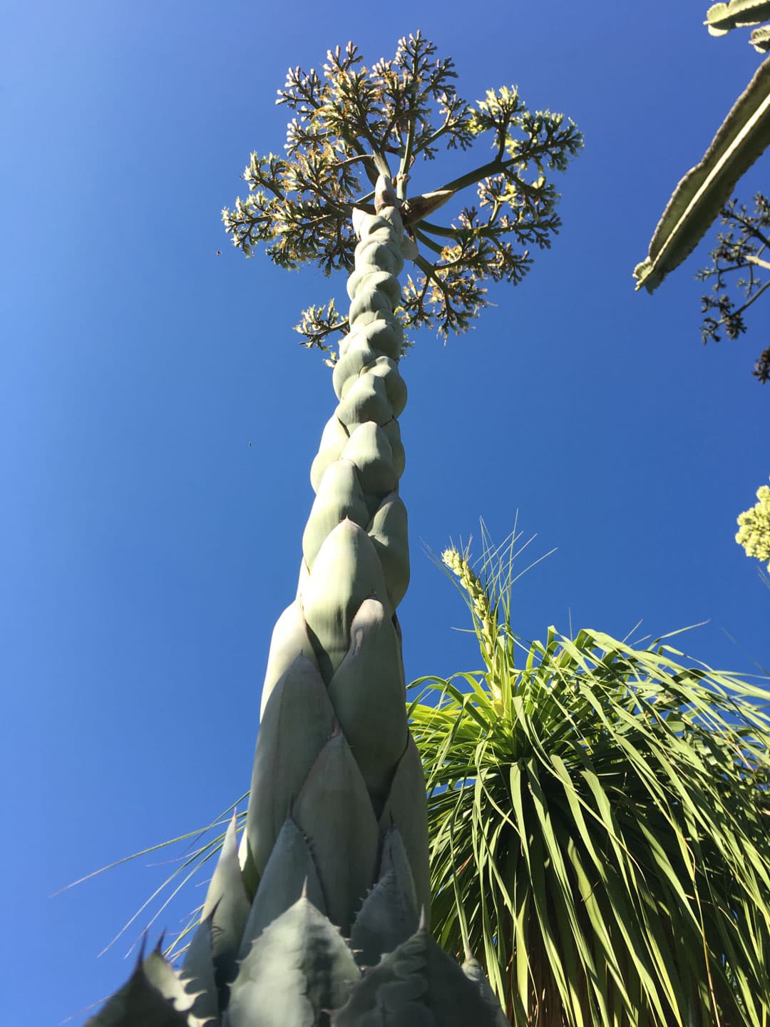 A view from under the towering stalk of an Agave inflorescence against a clear blue sky.