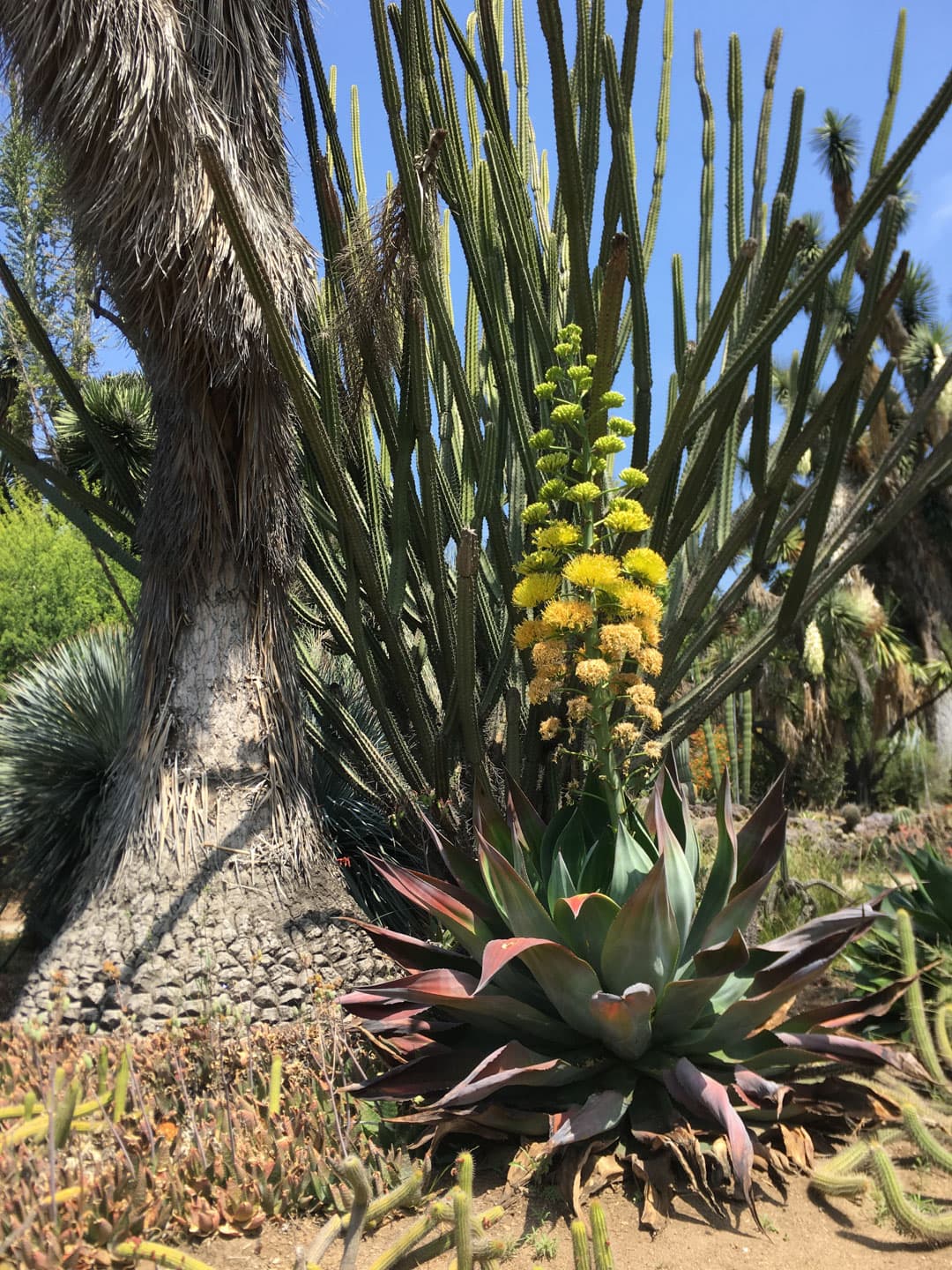 A blue and pink Agave plant with yellow flowers on a tall stem.
