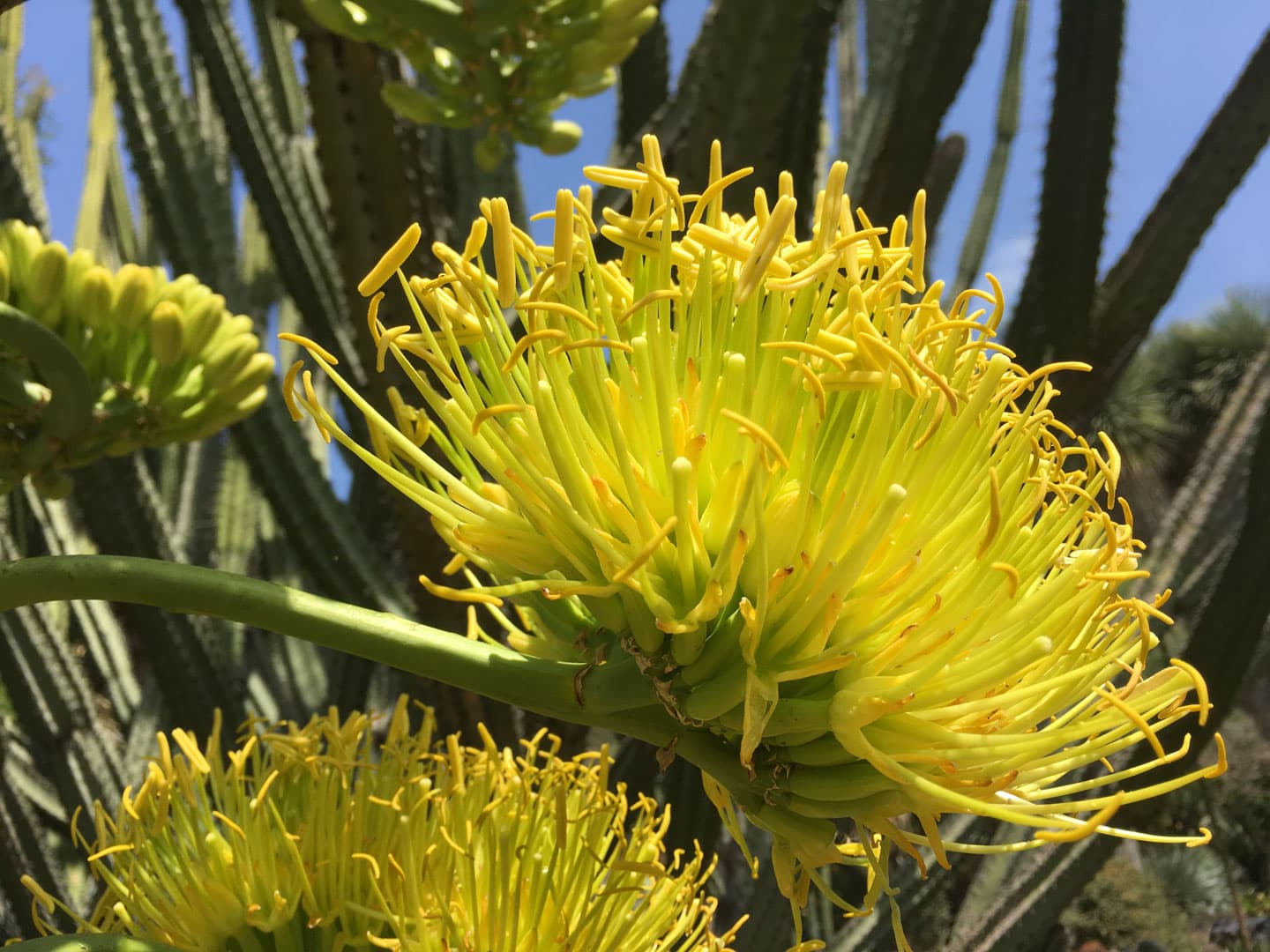 A close-up view of a cluster of yellow Agave flowers. 