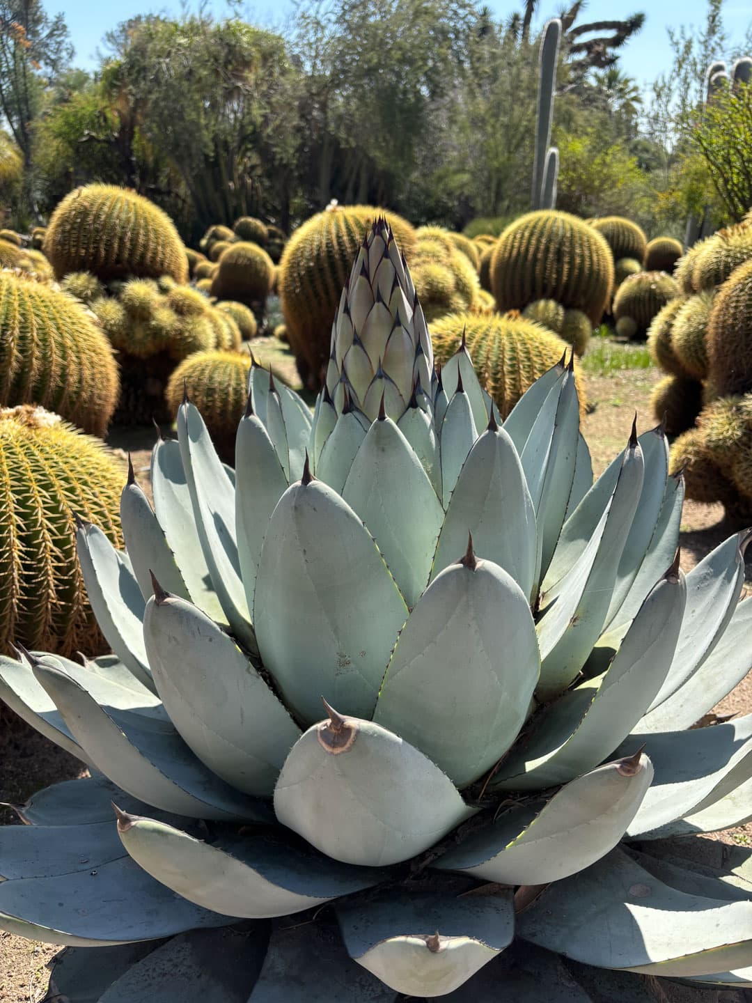 A large gray-blue Agave plant starting to produce a thick flower stalk from the center.