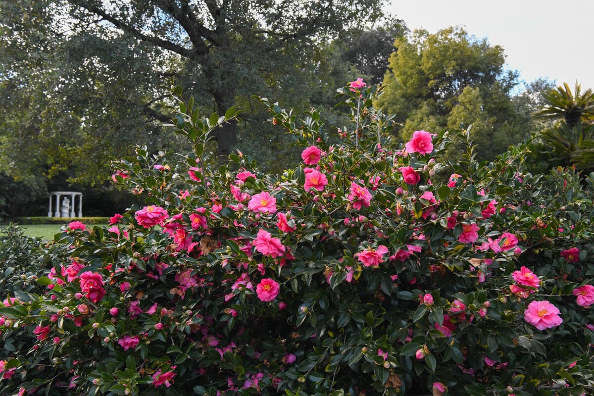 A low shrub with large pink flowers in a garden.