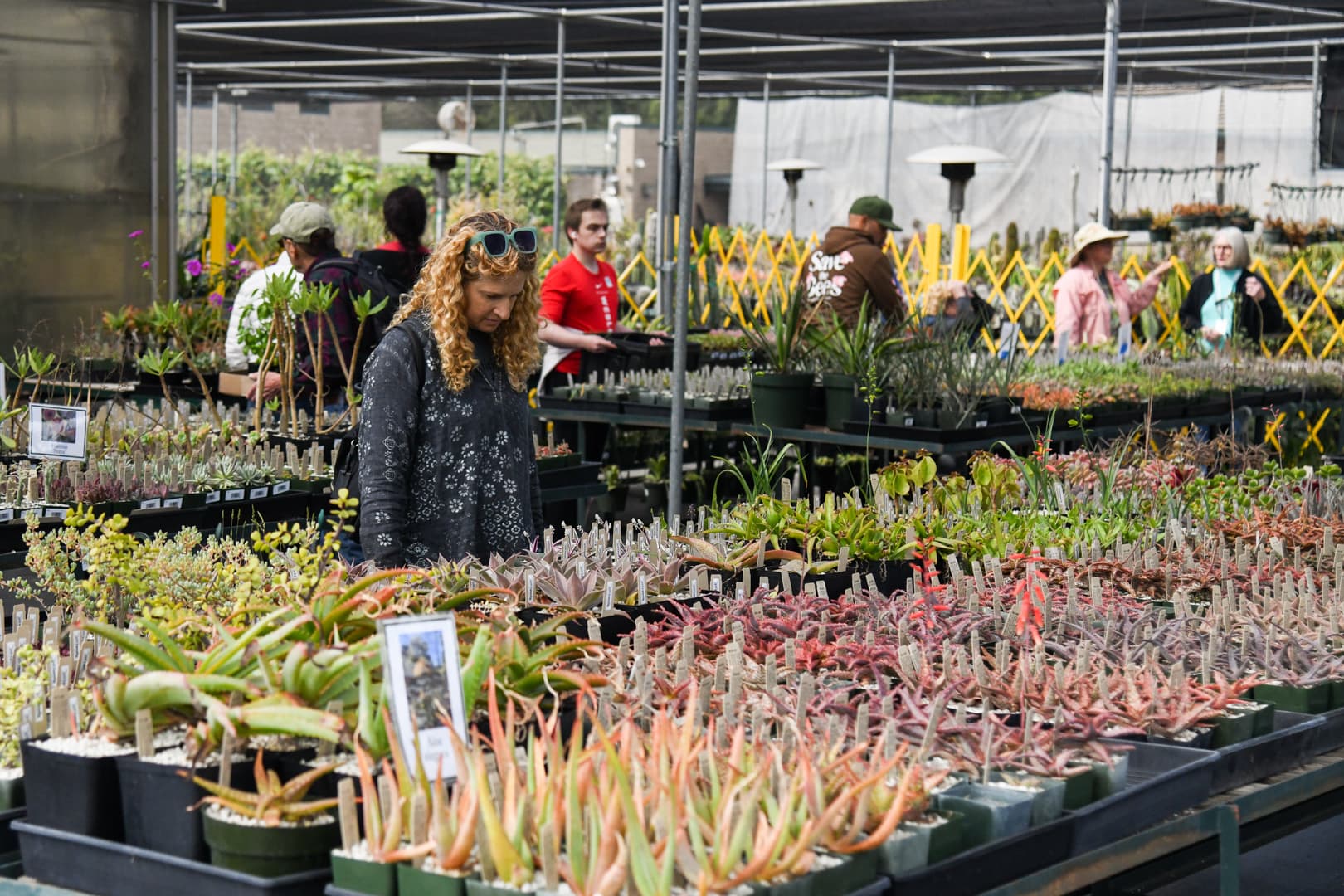 A person stands behind a table filled with small potted succulents.
