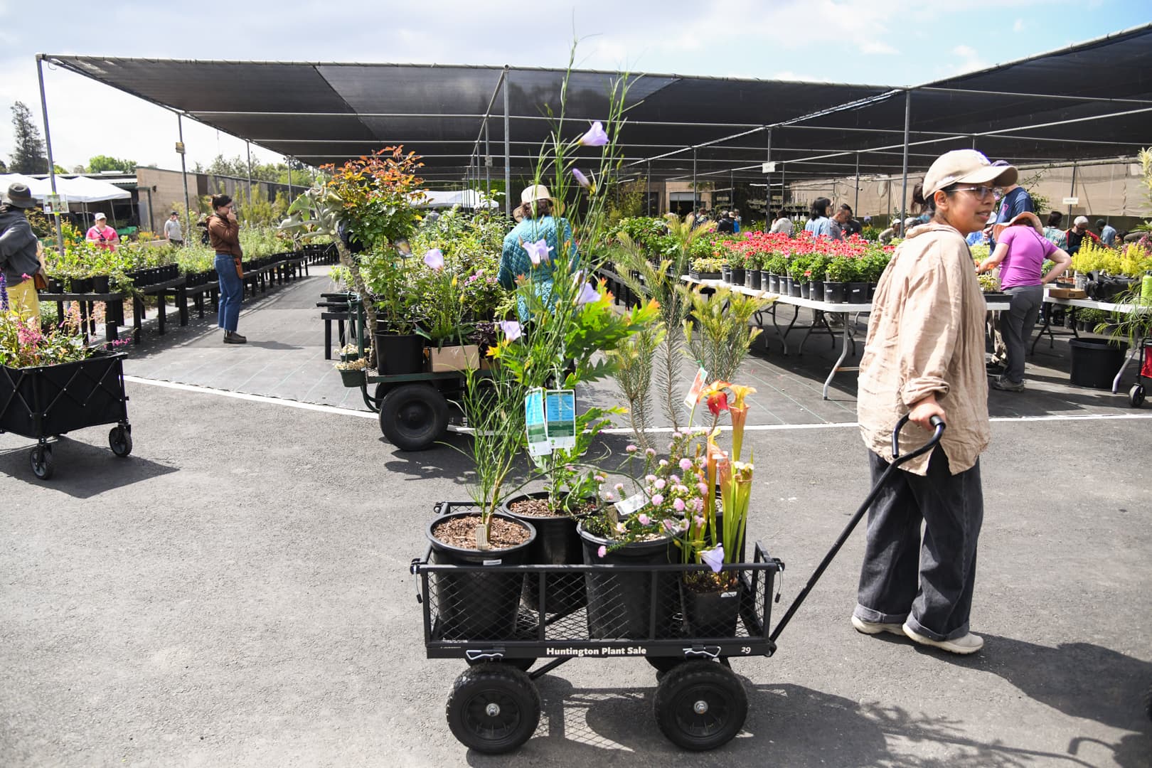 A person pulls a cart full of potted plants through a nursery.