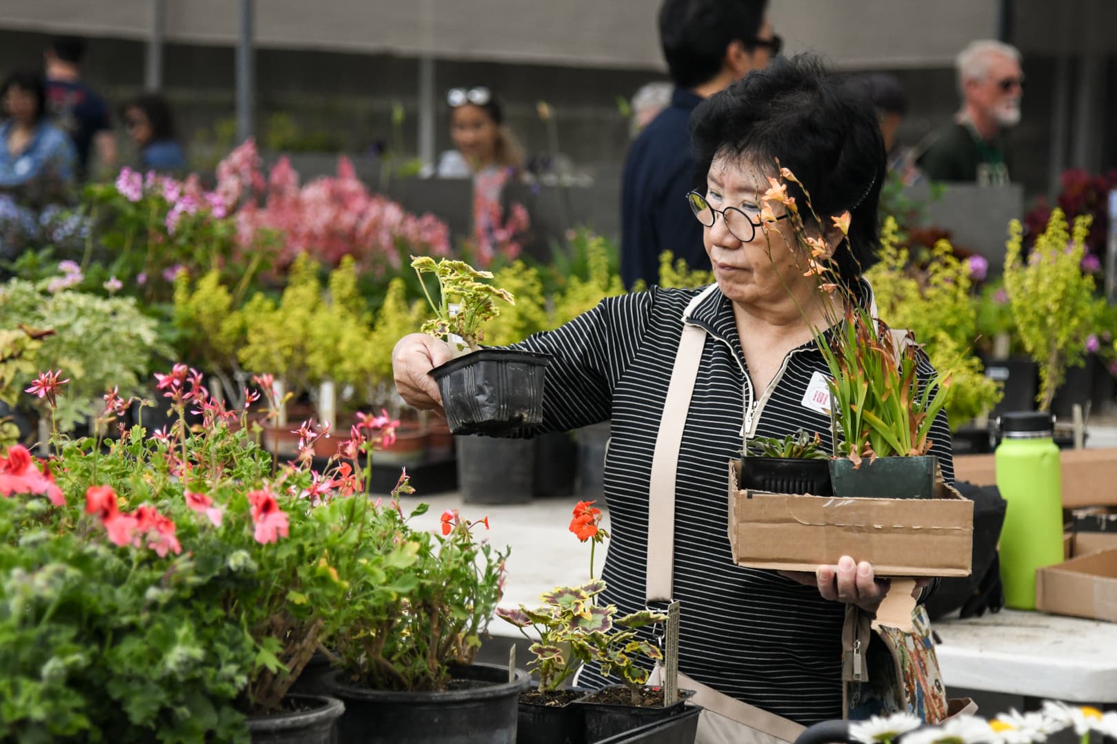A person holds a small box filled with potted plants in one hand while examining another plant in the other.