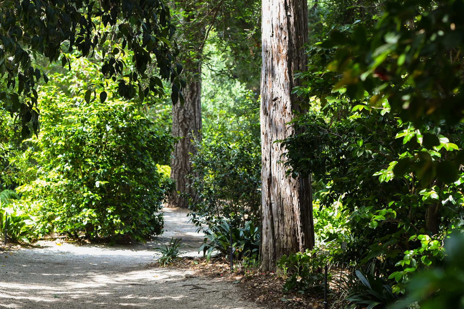 A gravel path in a green garden with mature trees.