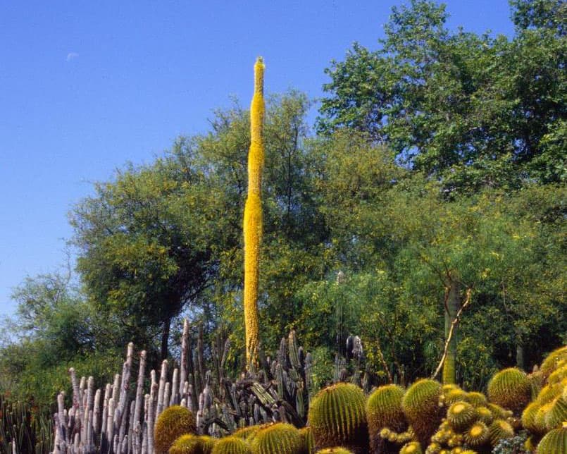 A large yellow stalk of flowers emerges from behind plants in a desert garden.