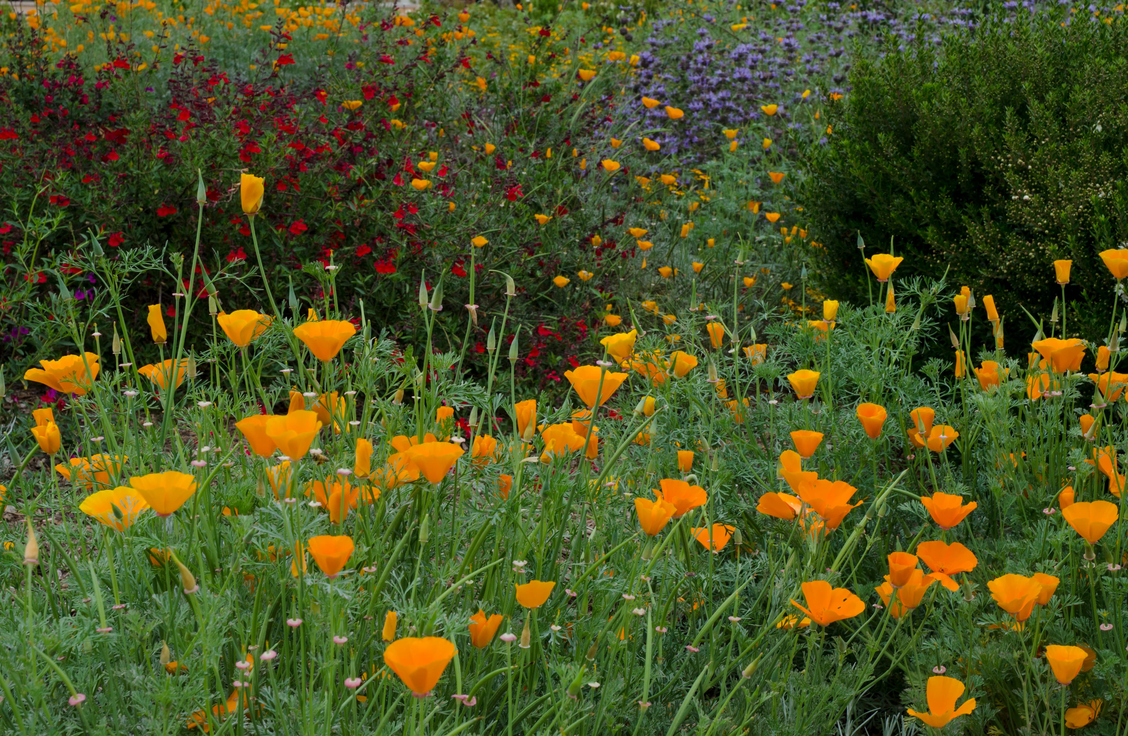 Orange flowers in a garden.