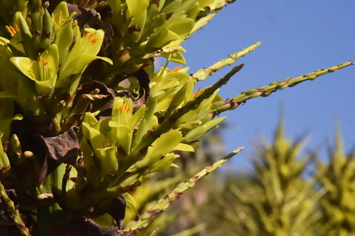 Yellow flowers against a blue sky.