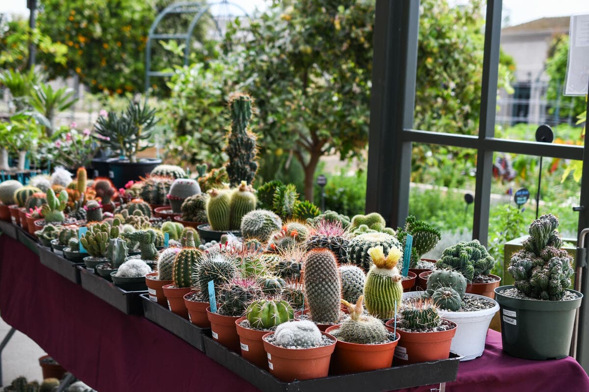 A table filled with cacti plants in small plastic pots.