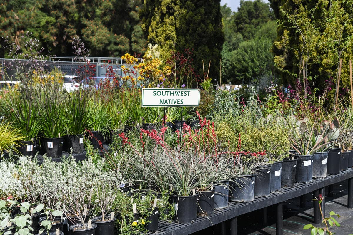 Rows of tables filled with plants in plastic nursery pots.