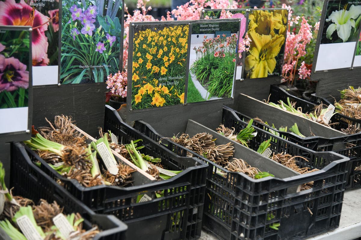 Black plastic baskets filled with plant bulbs.