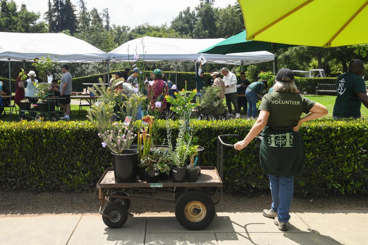 A person in a green shirt stands near a cart filled with plants, looking over a hedge.