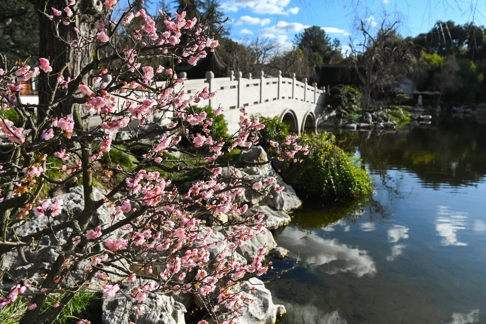 A view of a bridge surrounded by plants in a garden.