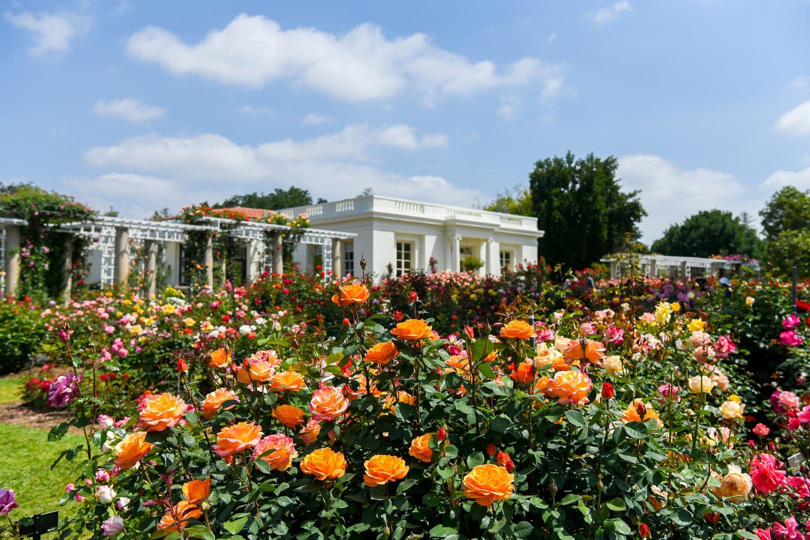 View of a rose garden with a white building in the background.
