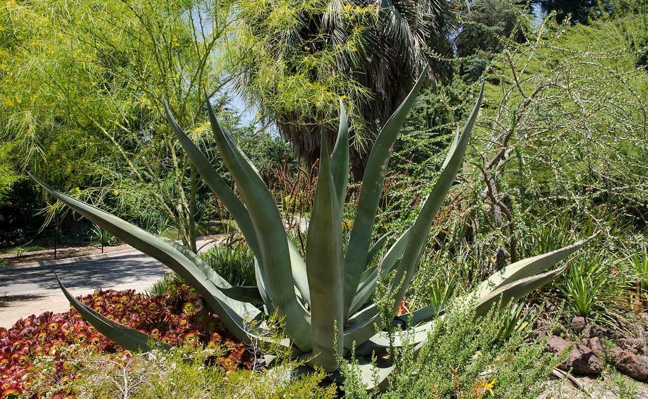Agave mapisaga