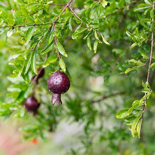 The fruit of a pomegranate tree, Punica granatum. A fruit, botanically speaking, is a mature ovary of a flower. Photo by Aric Allen. The Huntington Library, Art Museum, and Botanical Gardens.
