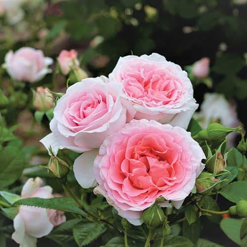 The pink and white rose hybrid ‘Peace & Harmony’ in full bloom.