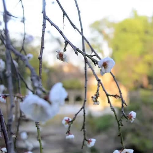 Detail of blossoms in the Japanese Garden