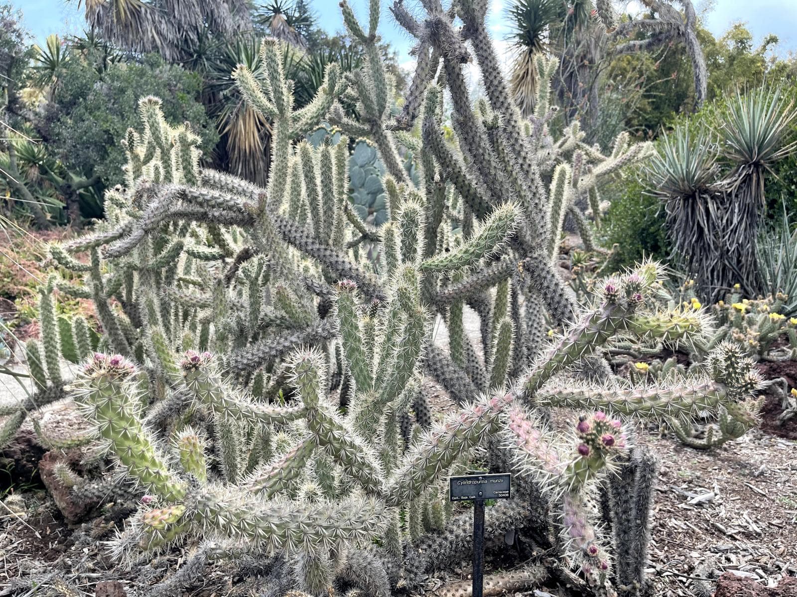 plant with pale green cylindrical stems and white spine-like growths.