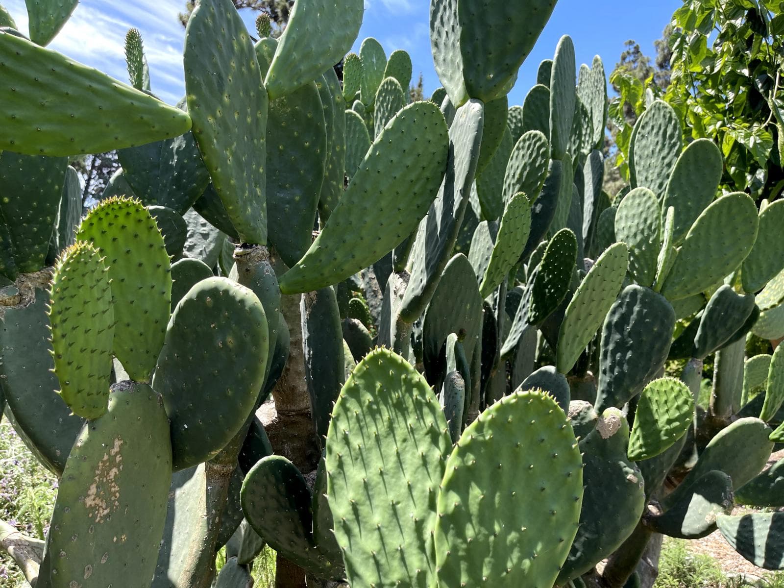 Plant with green succulent stems branching off one another