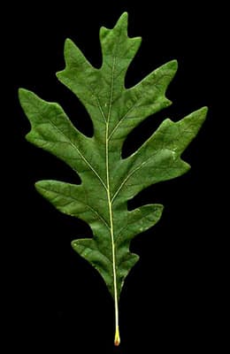 green oak leaf