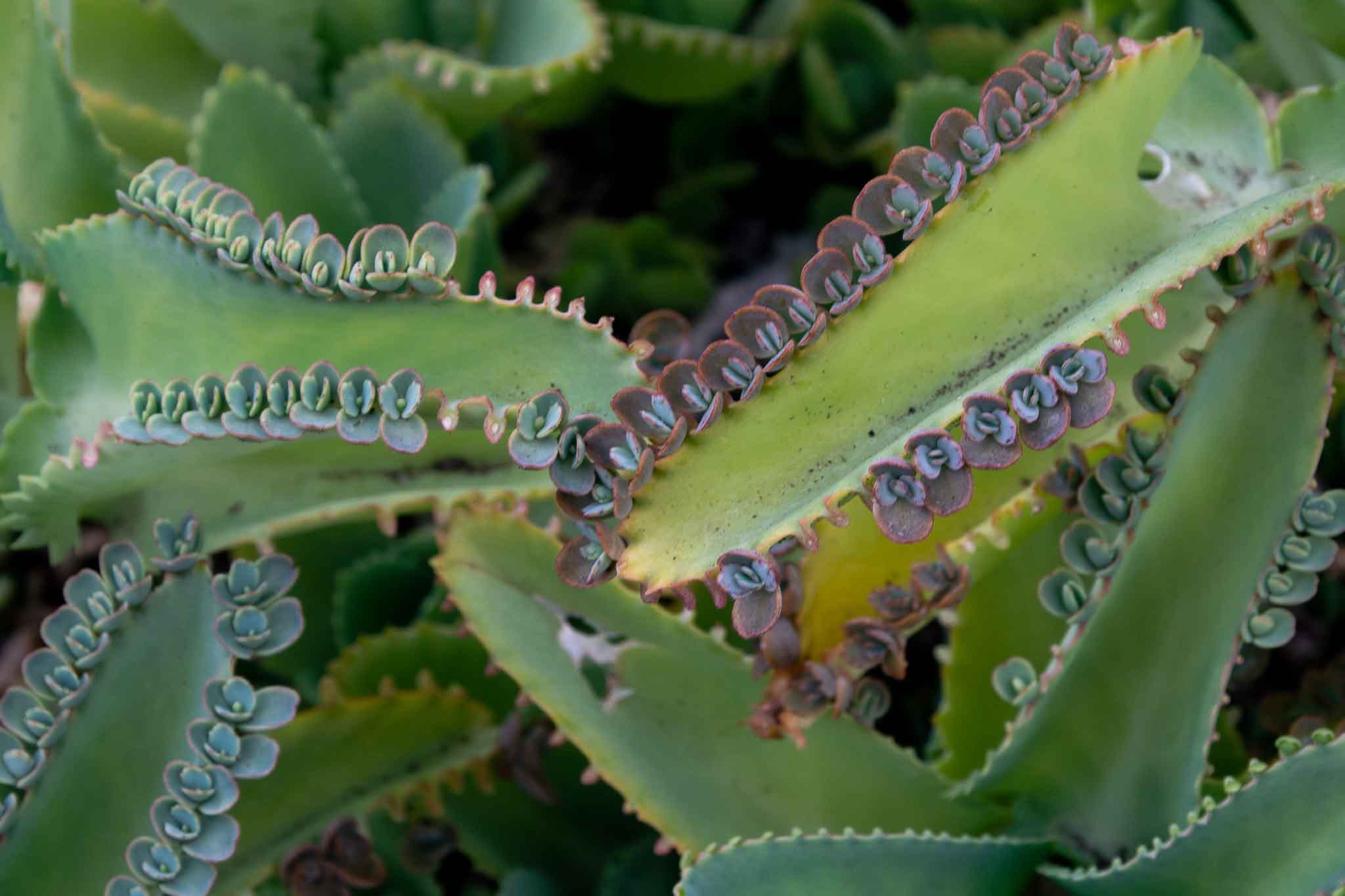 Kalanchoe daigremontiana 'Mother of Thousands'