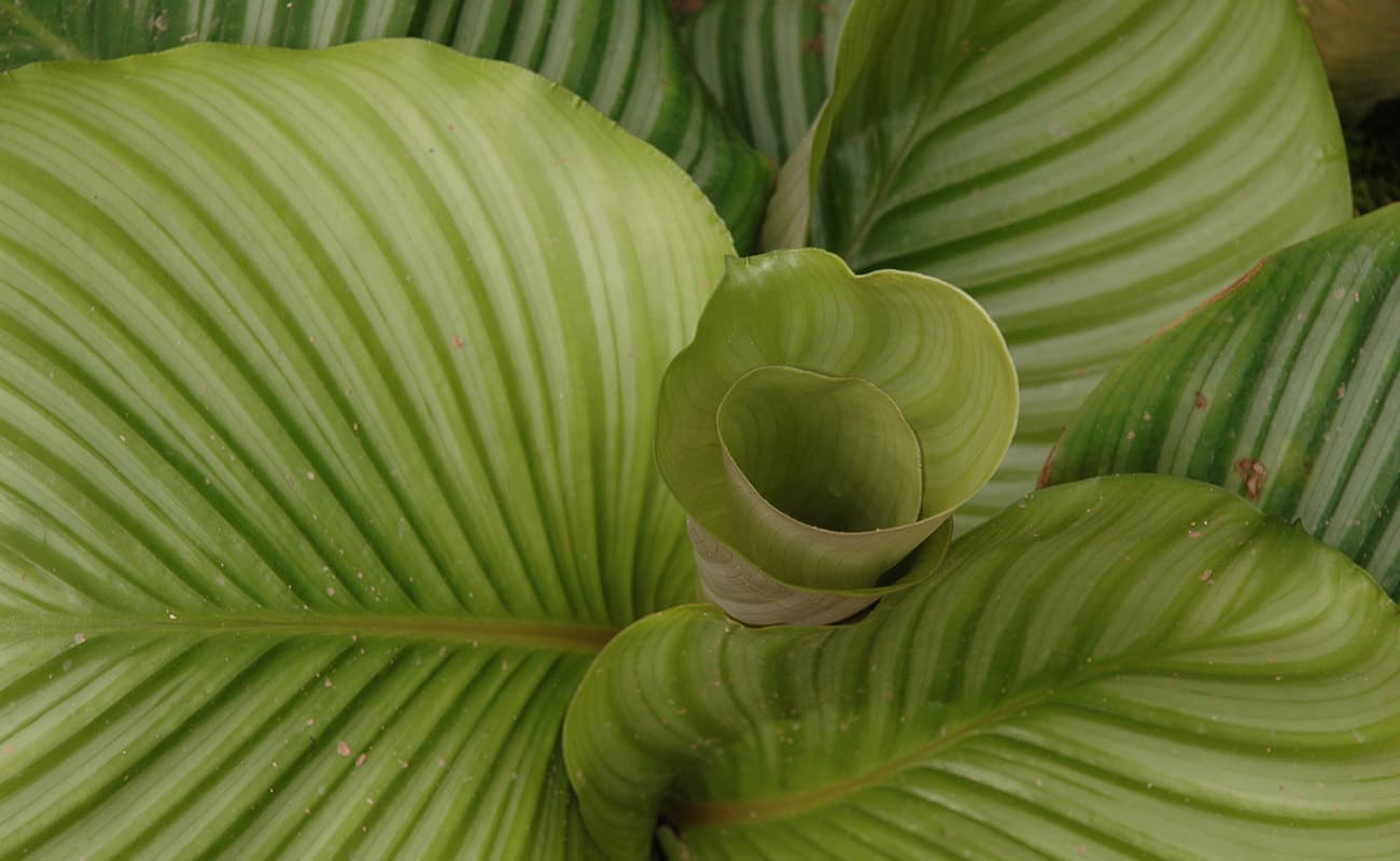 green striped calathea orbifolia leaves
