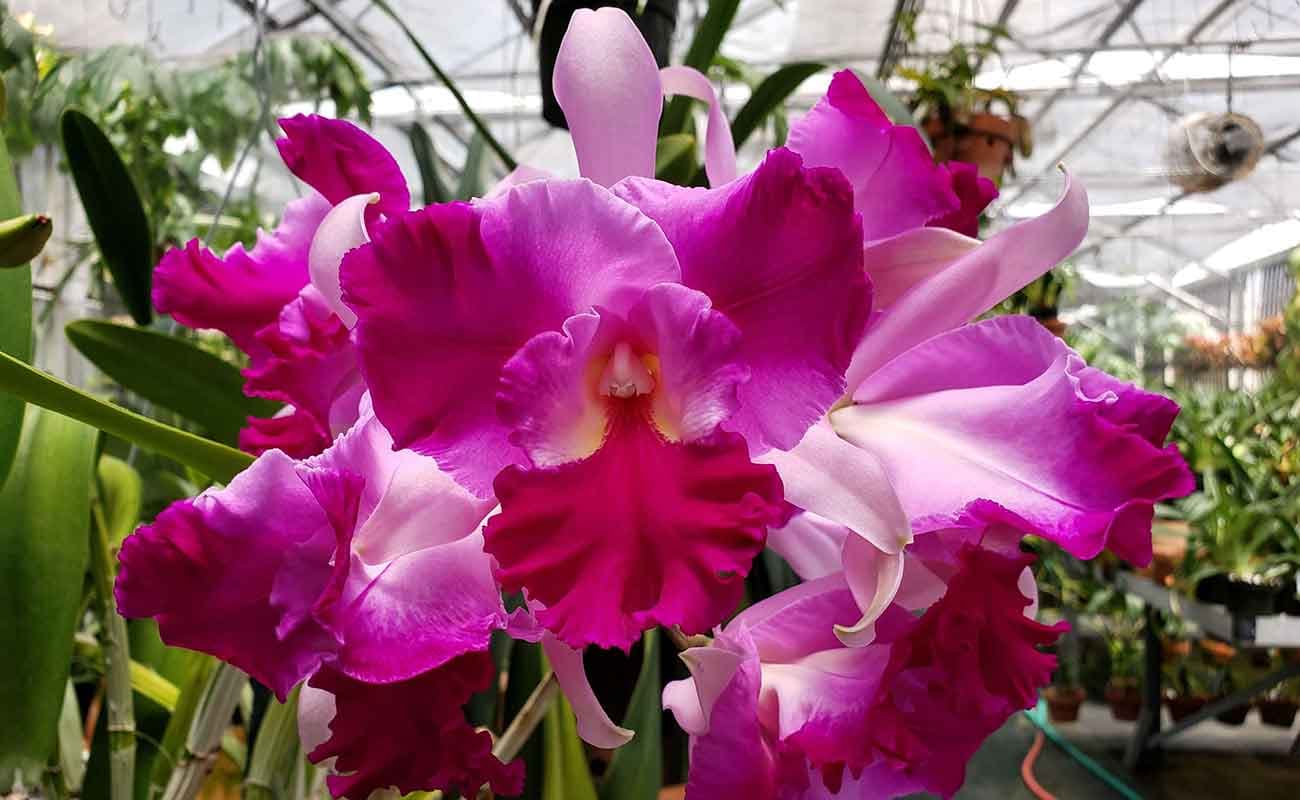 Cattleya Hausermann's Firewings