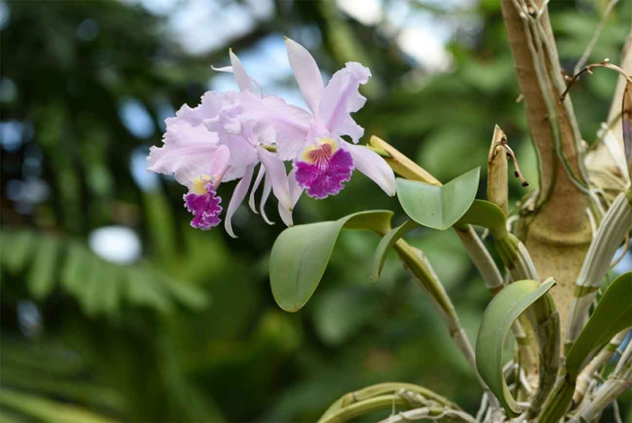 Cattleya Orchid
