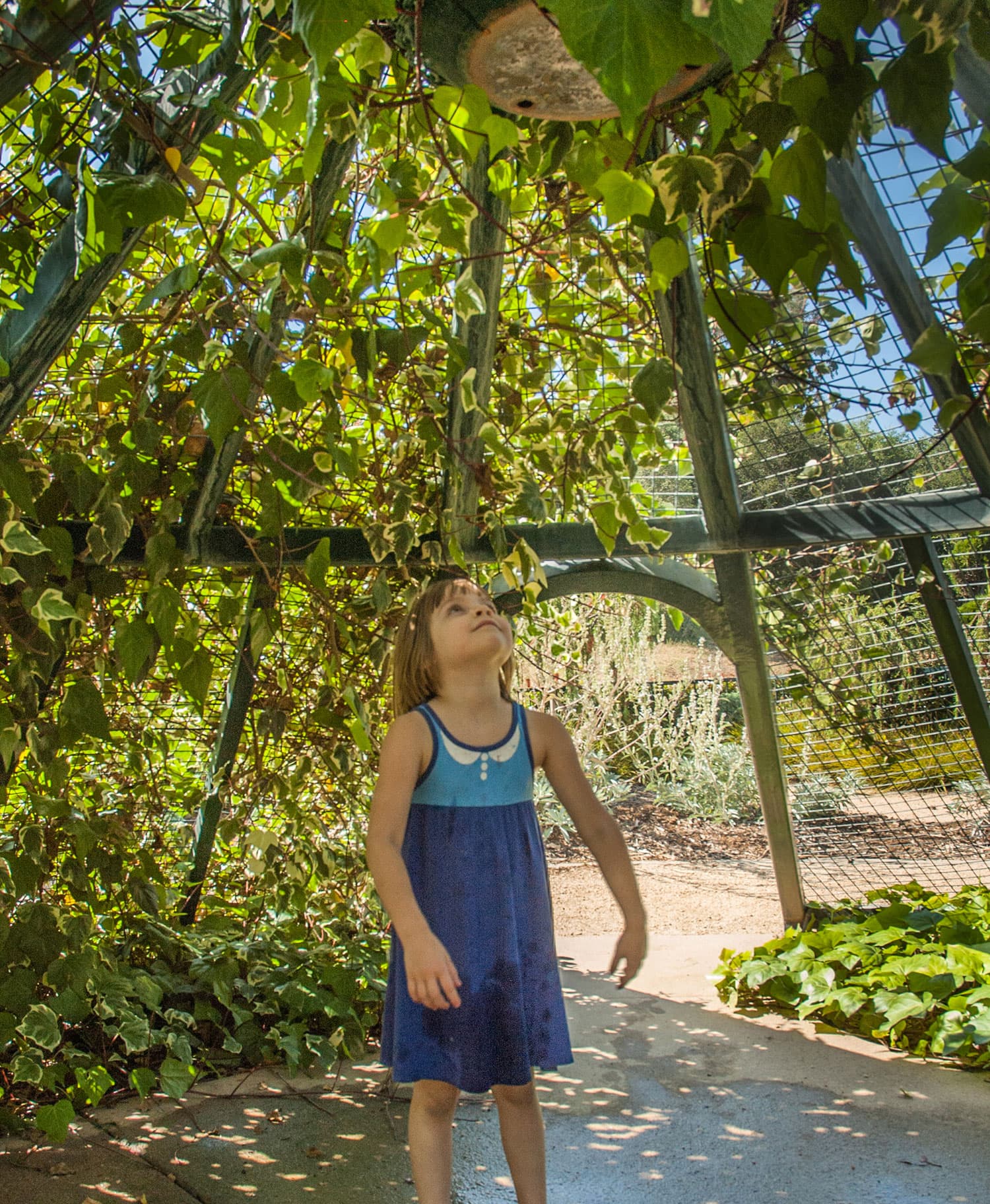 childrens-garden_lookup_1500.jpg