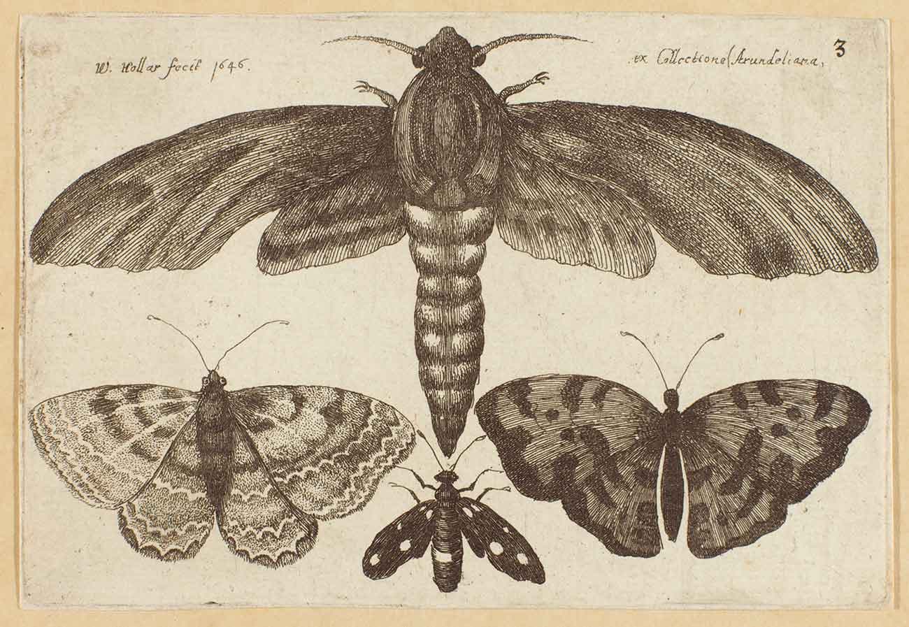 Wenceslaus Hollar (Bohemian, 1607-1677), Moth and Three Butterflies, 1646, etching, Charles D. Seeberger Collection.
