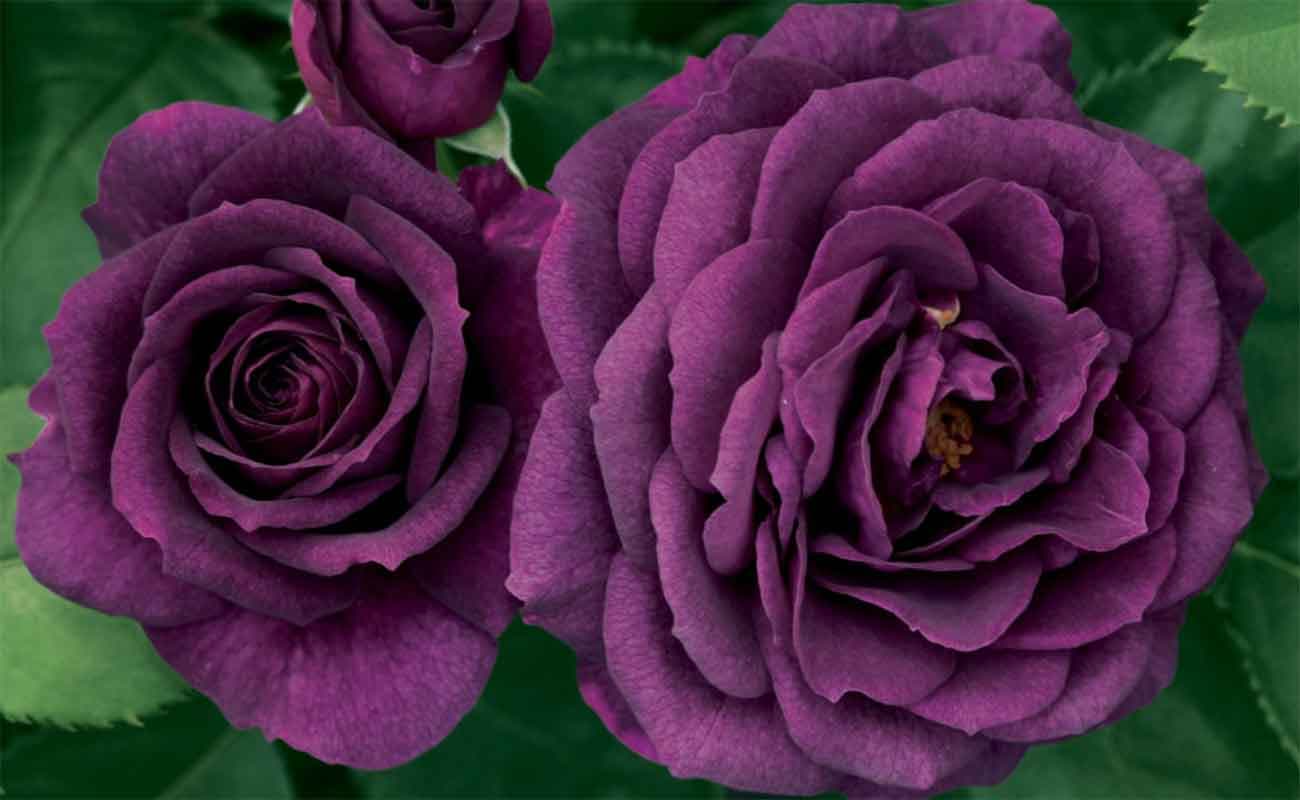 Rosa 'Ebb Tide'