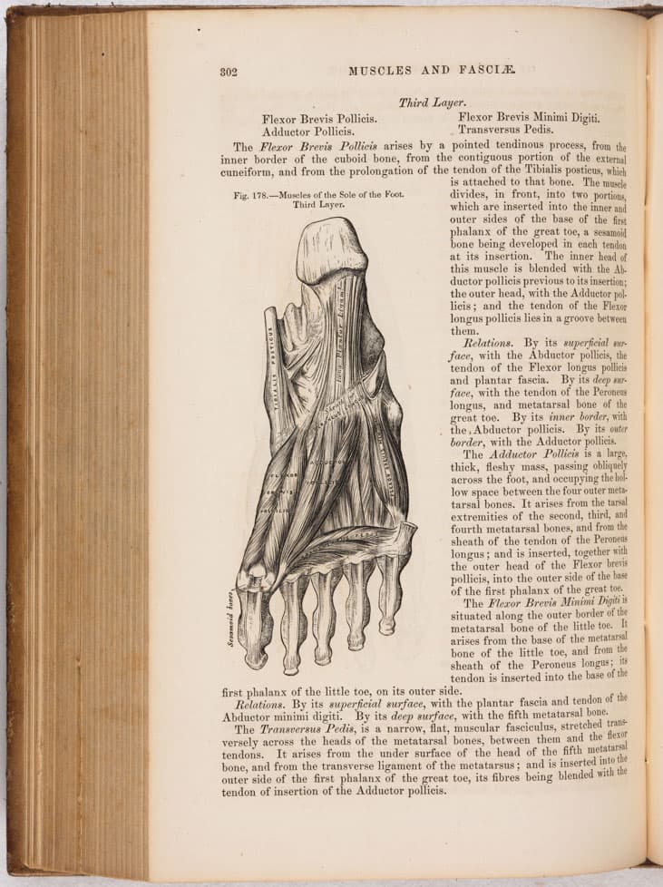 Anatomy, Descriptive and Surgical