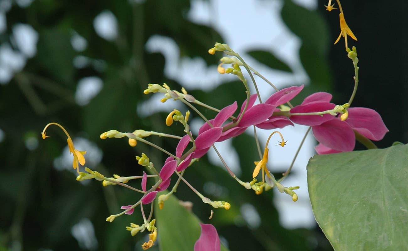 pink blooms of globba wintii