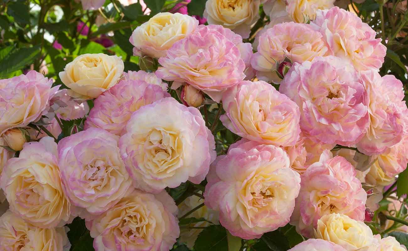 Rosa 'Huntington's 100th'