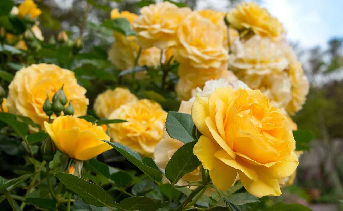 Rosa 'Julia Child'