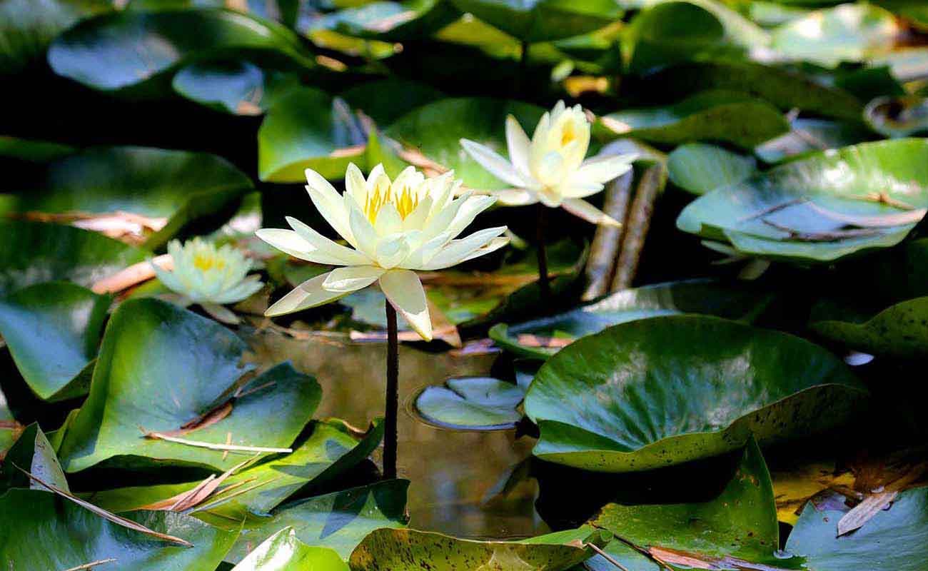 Water Lily