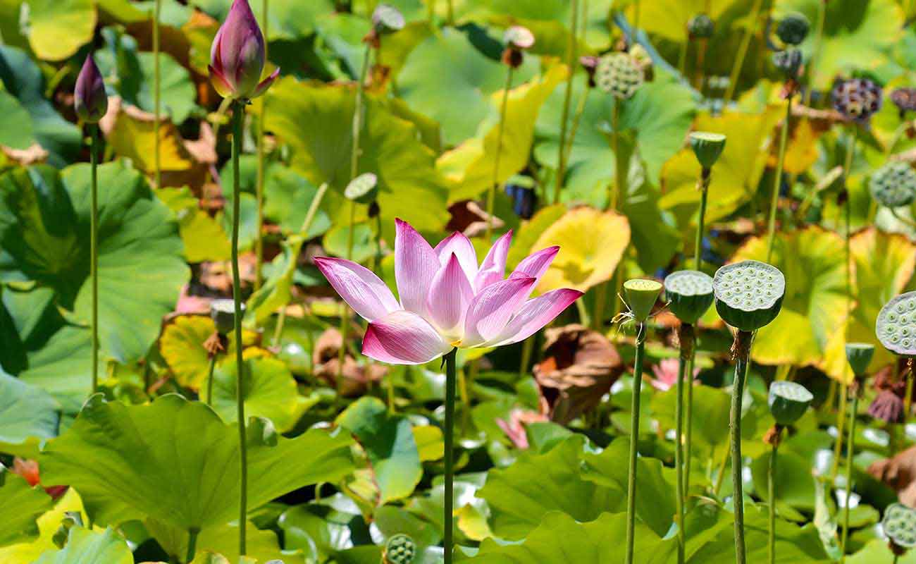 Lotus blossom