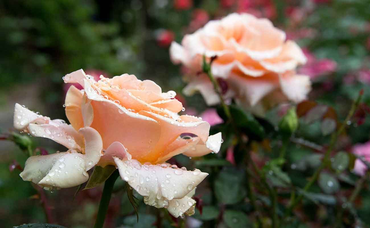 Rosa 'Marilyn Monroe'