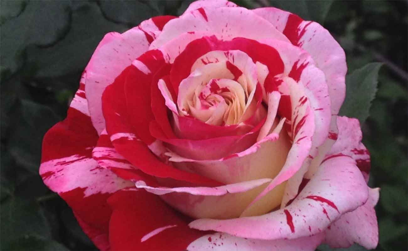 Rosa 'Neil Diamond'