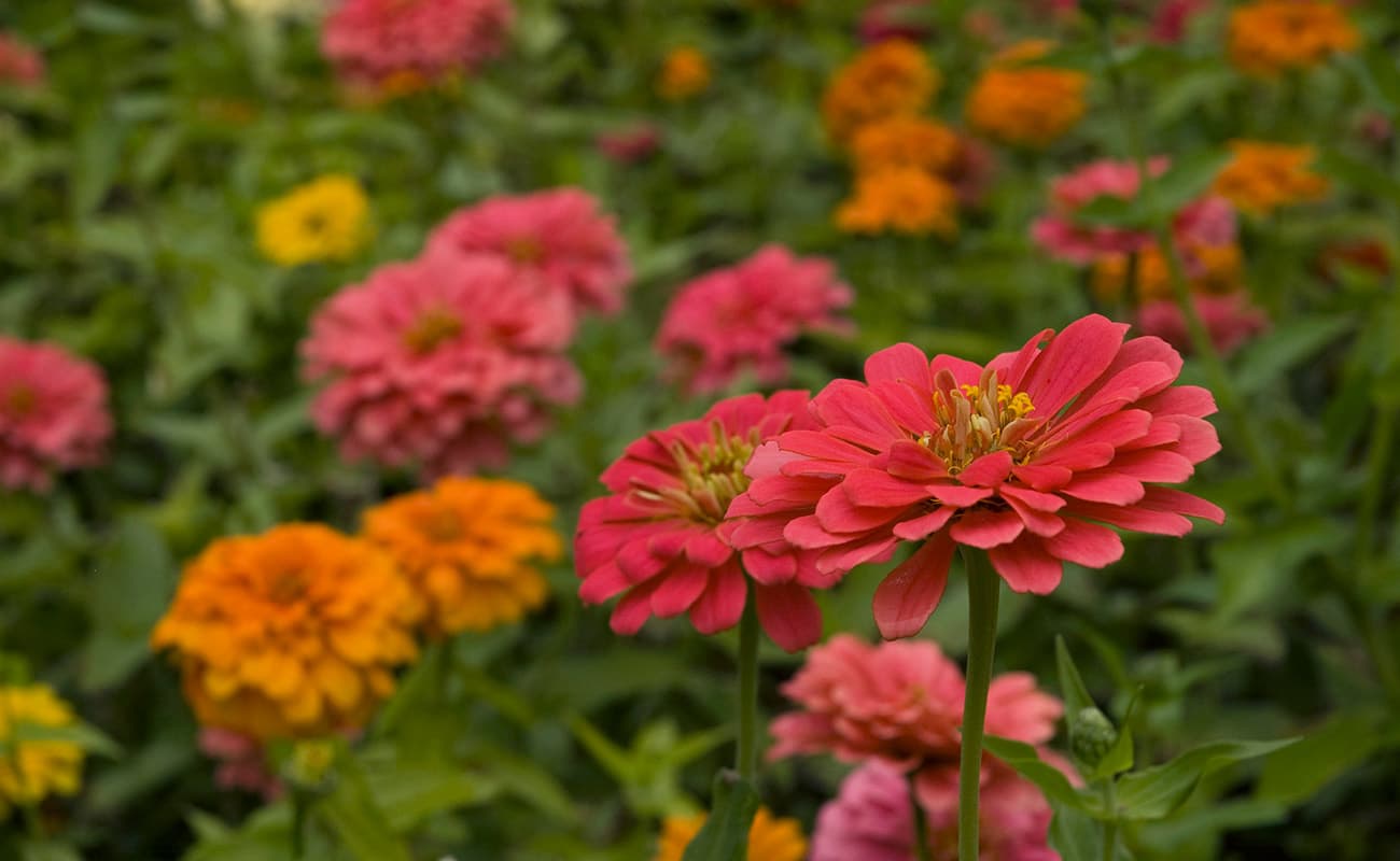 pink and orange zinnia