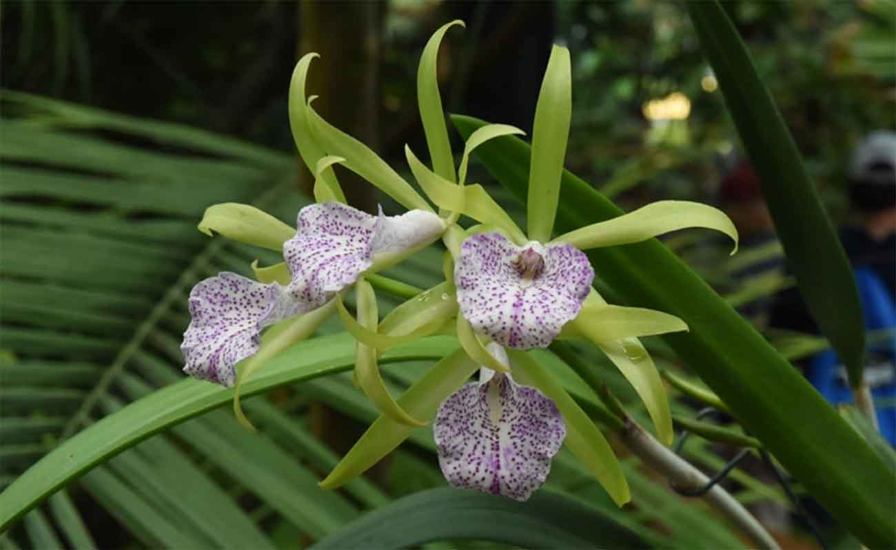 Orchid hybrid