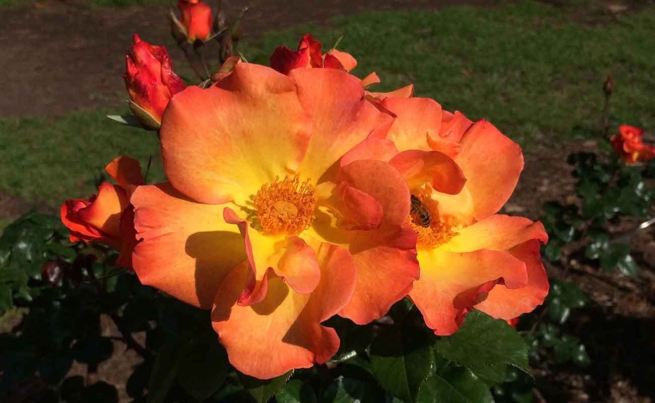Rosa 'Playboy'