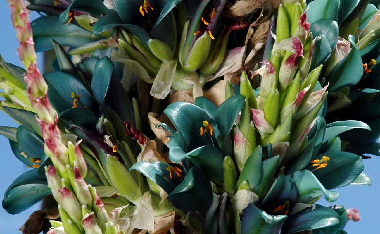 Puya alpestris