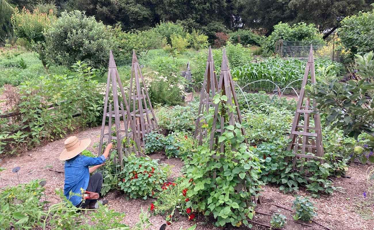 Ranch Garden staff harvesting