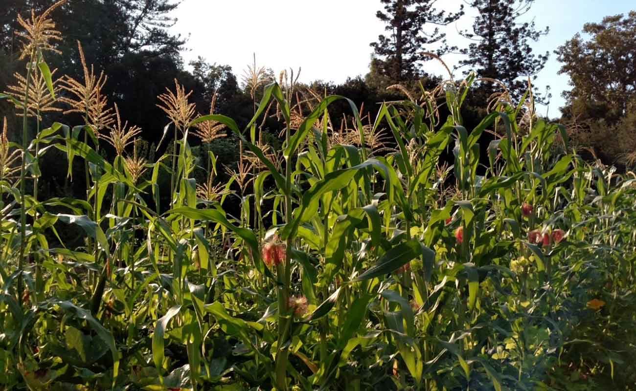 Corn stocks in the Ranch Garden