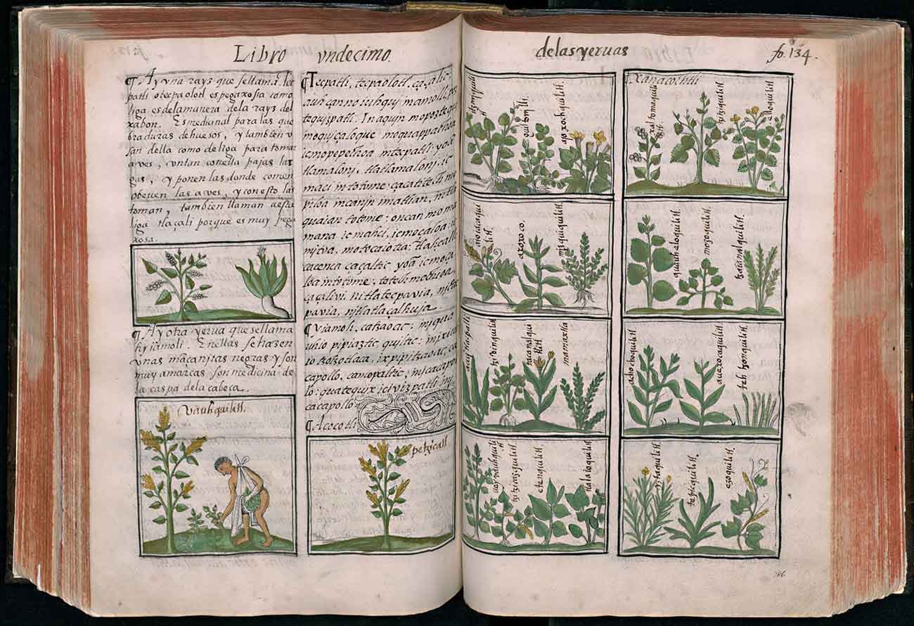 Bernardino de Sahagún (1499–1590) and indigenous artists and scribes, description and illustration of Mexican medicinal herbs in the Historia General de las Cosas de la Nueva España, (General History of the Things of New Spain), also known as the Florentine Codex, ca. 1577, ink and color on paper, Biblioteca Medicea Laurenziana, Florence Ms. Med. Laur. Palat. 220. Reproduced with permission of MiBACT.