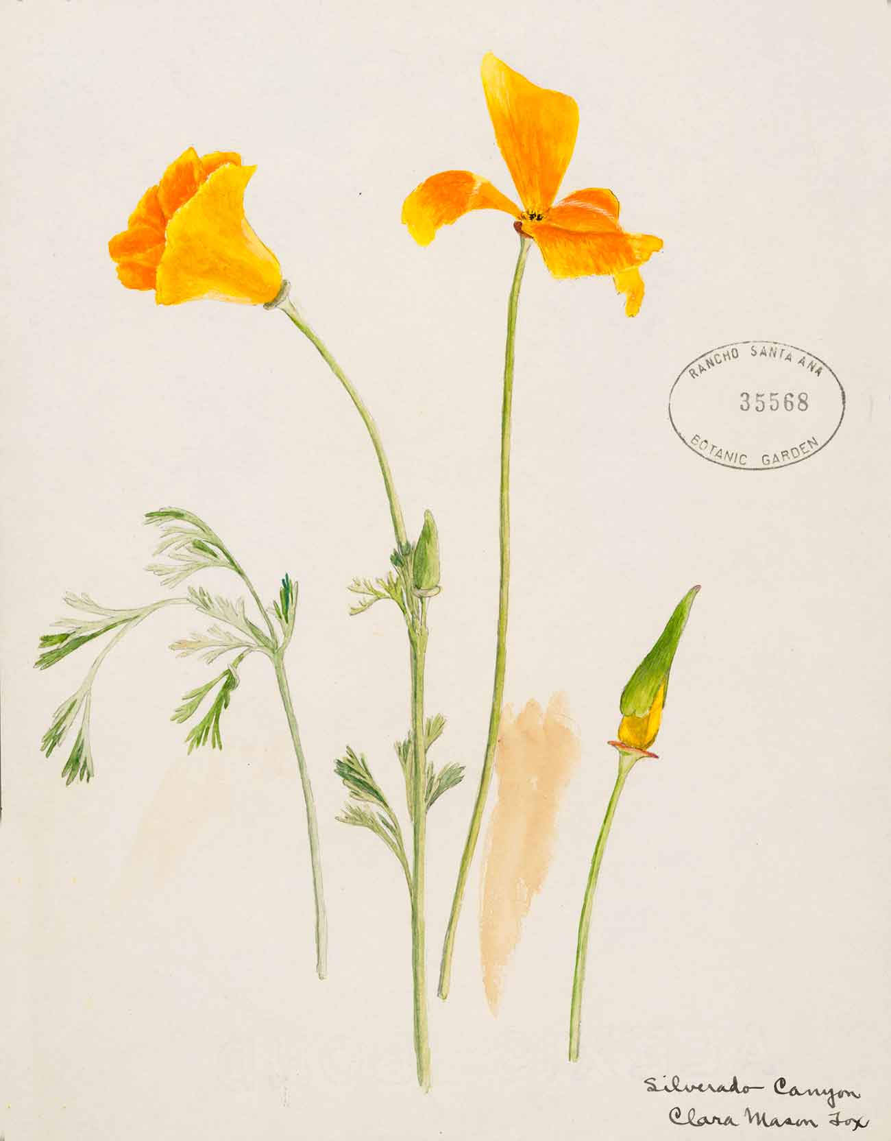 Clara Mason Fox (1873–1959), Eschscholzia californica, California Poppy. Silverado Canyon. Watercolor on paper. Collection of Rancho Santa Ana Botanic Garden.